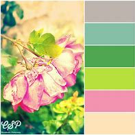Image result for Rose Pink Color Scheme