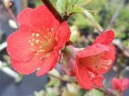 Image result for Chaenomeles sup. Fascination