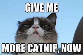 Image result for Catnip Cat Drugs