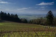 Image result for Amity Cabernet Sauvignon Yamhill County
