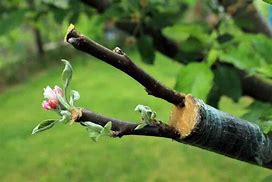 Image result for Apple Grafting Different Colors