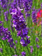 Image result for Lavandula angustifolia Clarmo