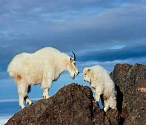 Image result for Mountain Goat Hooves