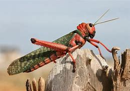 Image result for Red Cricket Name