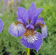 Image result for Iris sibirica Persimmon