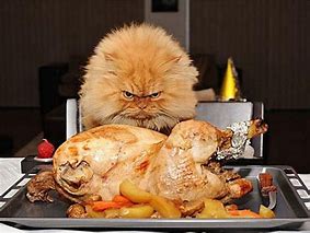 Image result for Crazy Funny Turkey