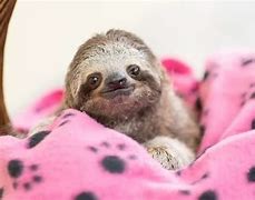 Image result for Cute Baby Animals Sloth