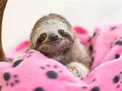 Image result for Super Cute Baby Sloth