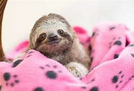 Image result for Sweet Sloth