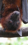 Image result for Cute Bat Hangingstone