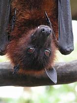 Image result for Cutest Bat Ever