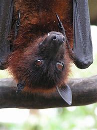 Image result for Cute Fruit Bat Pics