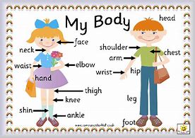 Image result for My Body Preschool