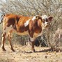 Image result for Beef Cattle Breeds in Botswana