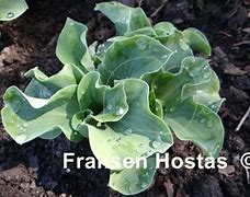 Image result for Hosta Ruffled Pole Mouse