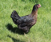 Image result for Poule Noire Et Verte