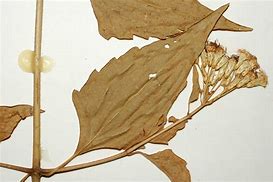Image result for Odorata Leaf