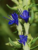 Image result for Hyssopus officinalis (HYSSOP)