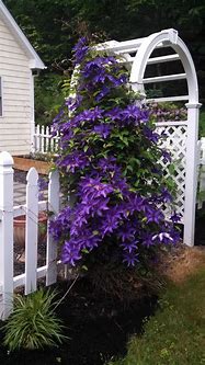 Image result for Purple Clematis On Trellis