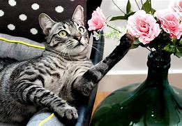Image result for Cat with Flower Meme Handing