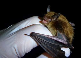 Image result for Little Bat