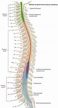 Image result for Spinal Cord End