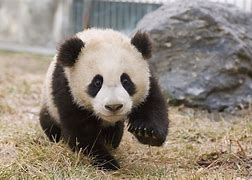 Image result for Panda Cuccioli