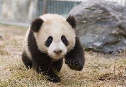 Image result for Panda Bears in China