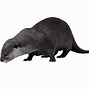 Image result for Cute Otter PNG