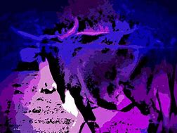 Image result for Large Bull