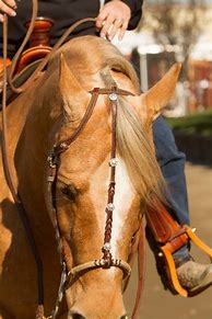 Image result for Beautiful Horse Bridles