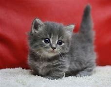 Image result for Baby Munchkin Cat