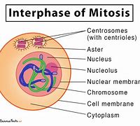 Image result for Interphase vs Mitosis