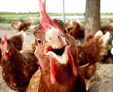 Image result for Chicken Memes Clean
