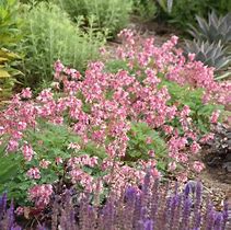 Image result for Dicentra Pink Diamonds