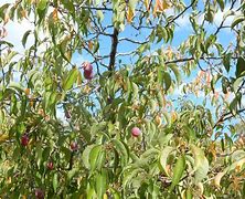 Image result for Wild Plum Tree Identification