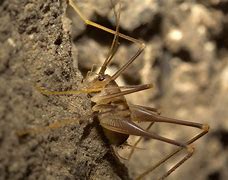 Image result for Live Cave Crickets for Sale