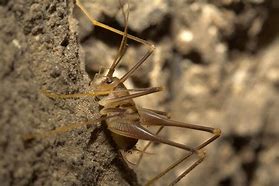 Image result for Tennessee Cave Cricket