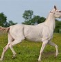 Image result for Palomino Horse Color