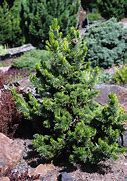Image result for Pinus aristata Bashful