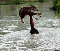 Image result for Animals Saving People's Lives