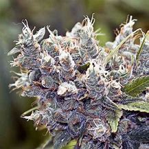 Image result for LED Causes White Buds