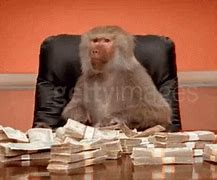 Image result for Money Monkey Meme