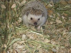 Image result for Hedgehog Homes in the Wild