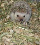 Image result for Hedgehog Habitat