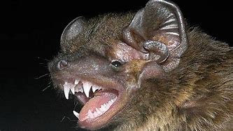 Image result for Baby Bat Noises