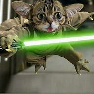 Image result for Yoda Cat Meme