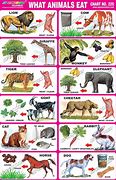 Image result for What Animals Eat for Kids