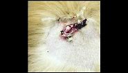 Ruptured sebaceous cyst on a dog