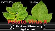 What is Potato Virus X PVX Virus Disease | Plant and Diseases Agriculture